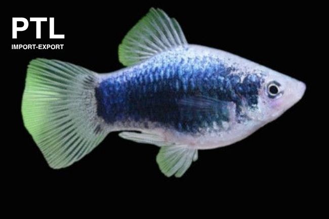 PTL69677L XIPHO MACUL. PLATY BLUE CORAL TUXEDO(1)